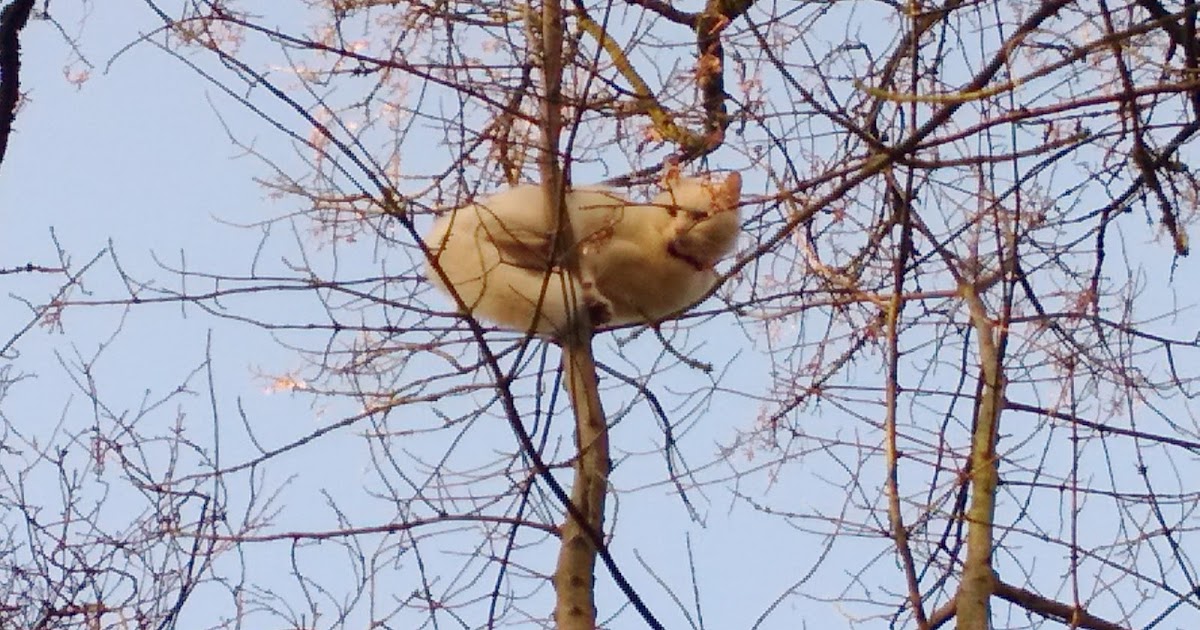 Something Beautiful Everyday Cat stuck in tree